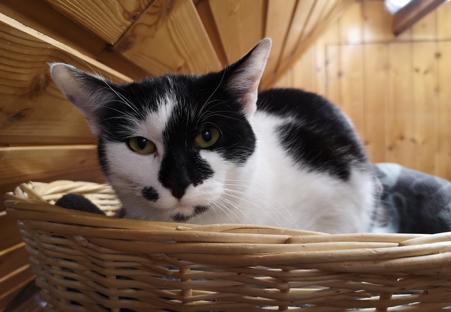 tier selb 0326 bella