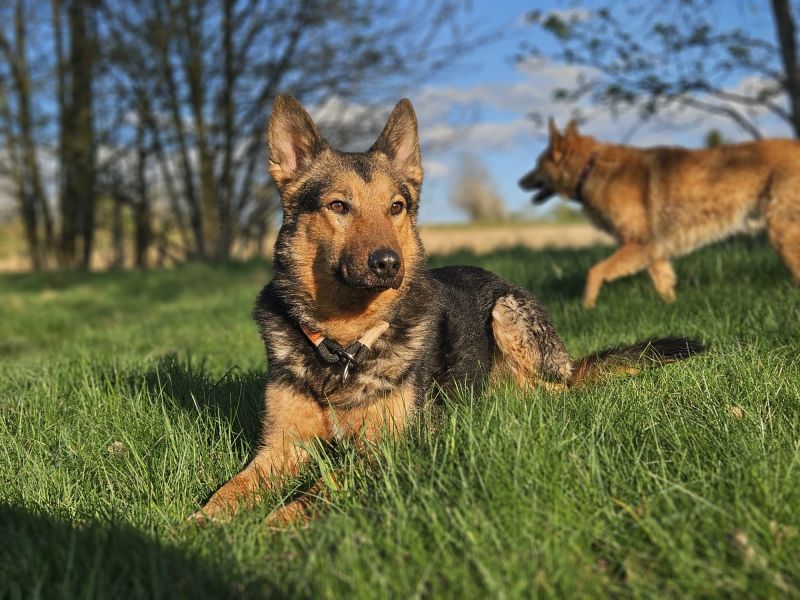 tier selb 0426 lando