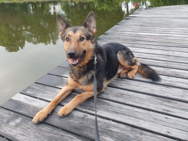 tier selb 0426 lando2