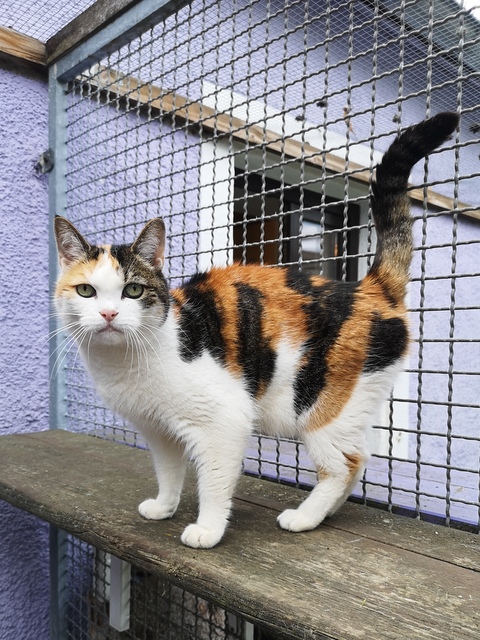 tier selb 0626 micki