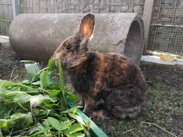 tier selb 0826 harvey