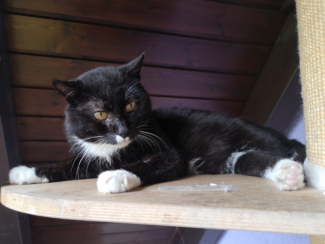 tier selb 0826 zorro