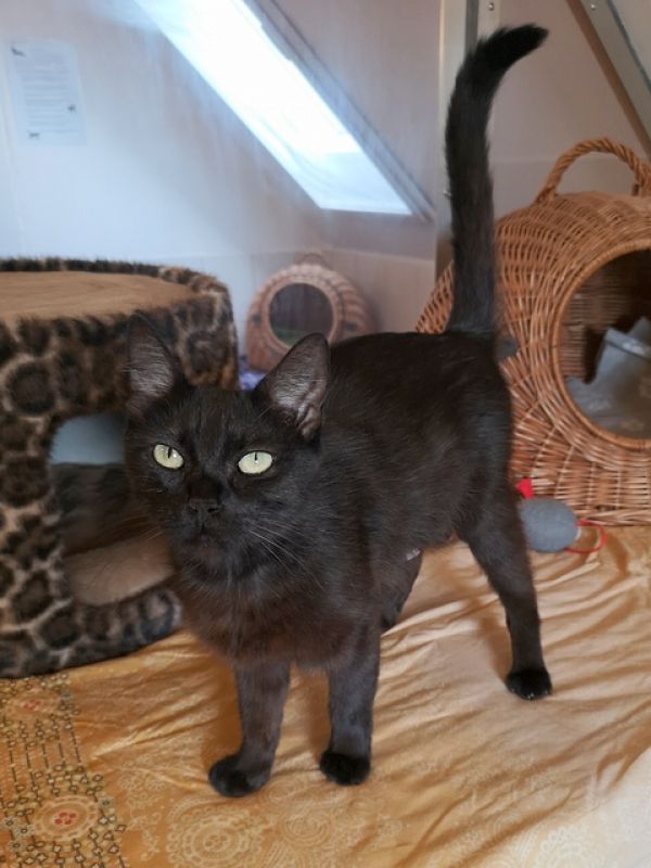 tier selb 0926 blacky