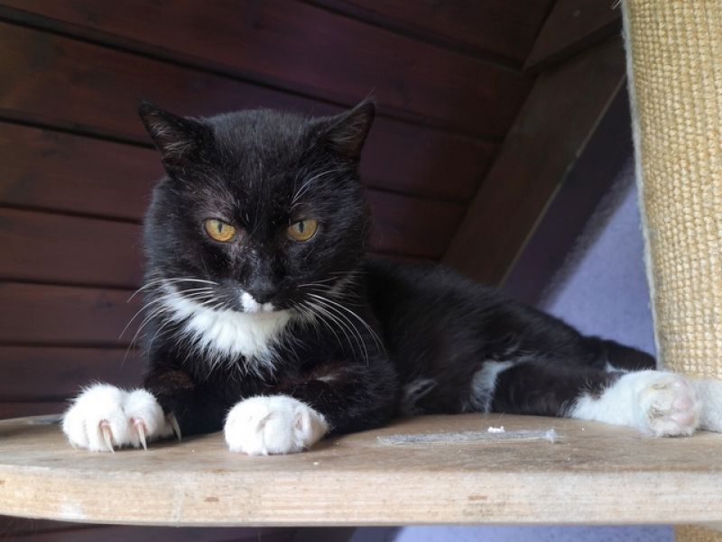 tier selb 0926 zorro