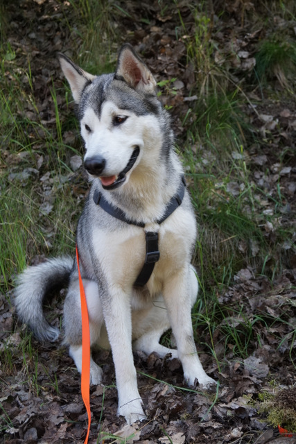 tier selb 0619 akita