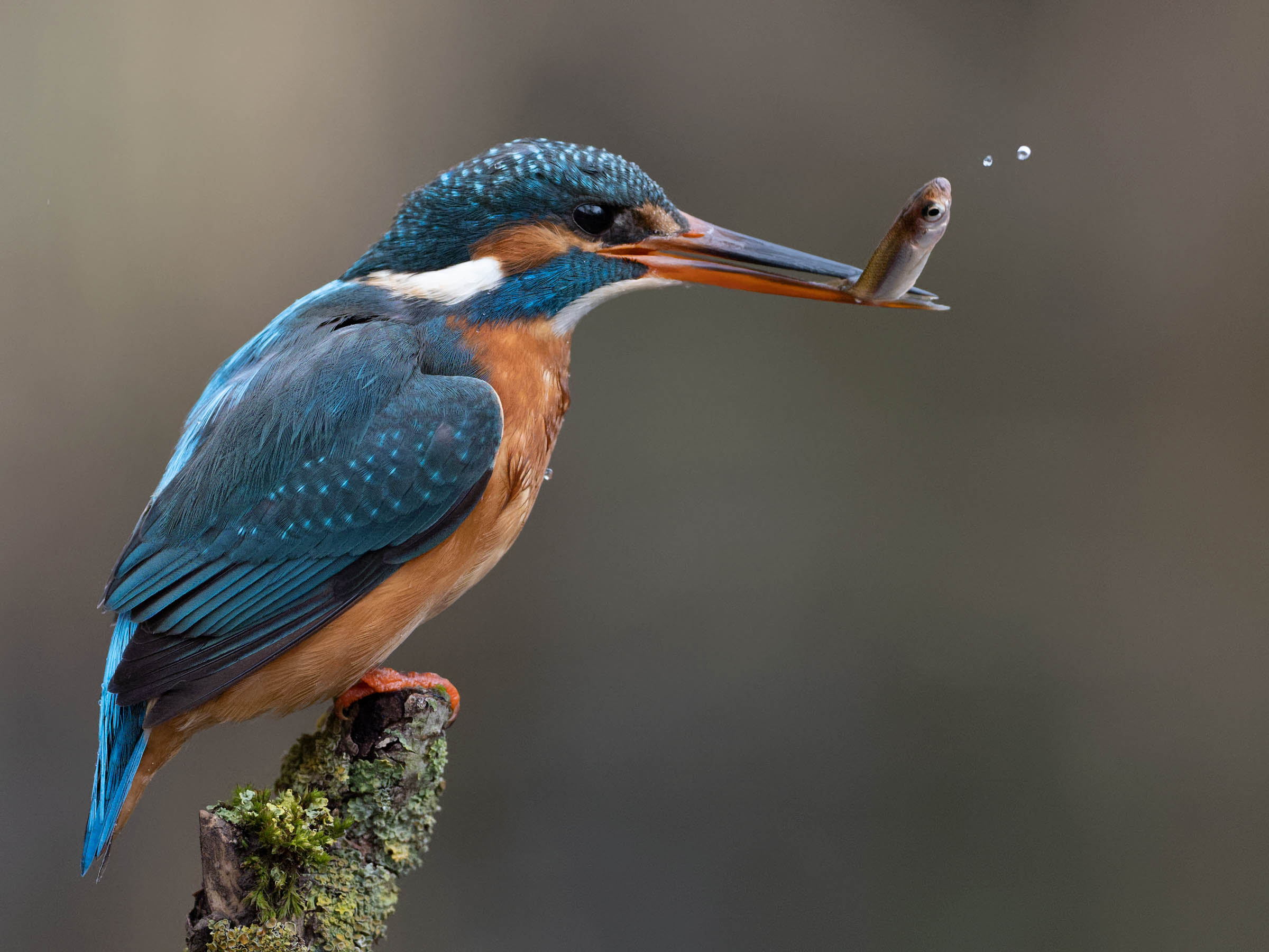 Eisvogel