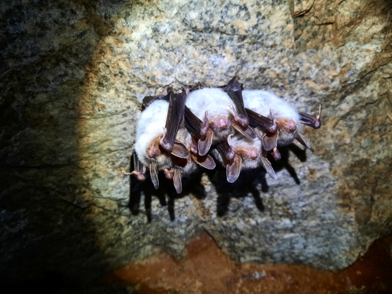 fledermaus landkreis wunsiedel 0325