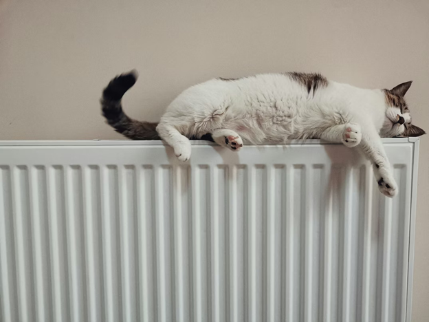 katze selb hoochfranken