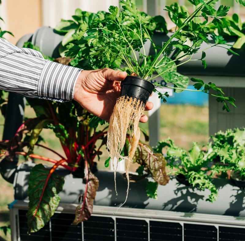 mikronaehrstoff selb