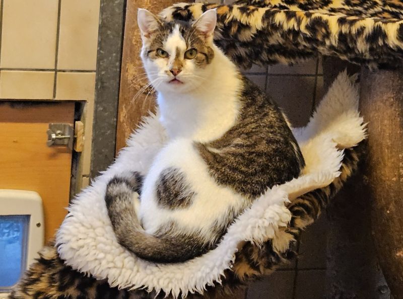 tier Selb 1125 leylo