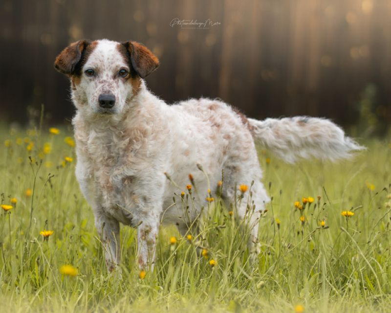 tier selb 0126 betty Kopie