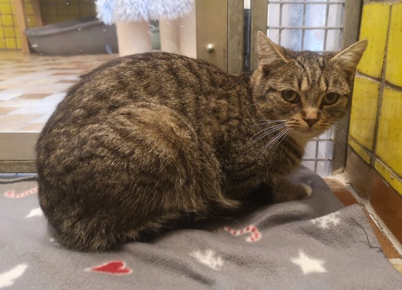 tier selb 0126 kira Kopie