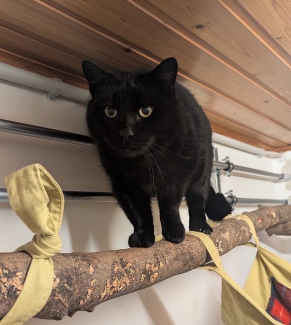 tier selb 0126 morris