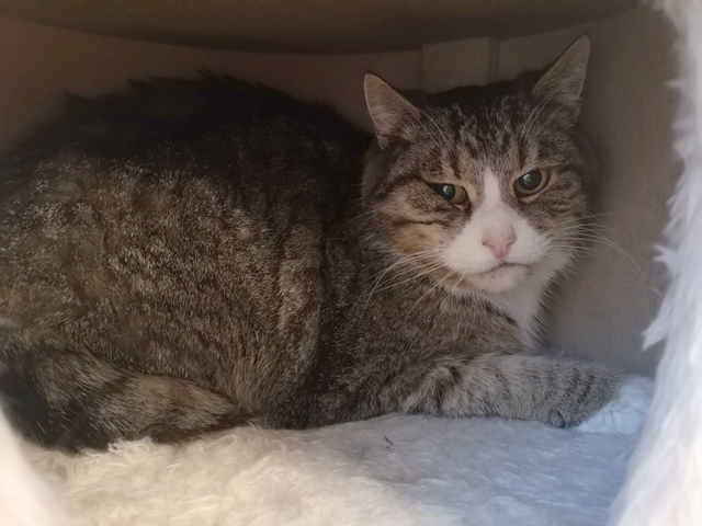 tier selb 0226 alfred