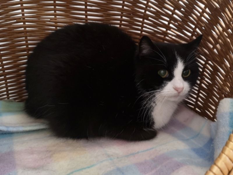 tier selb 0226 lilli