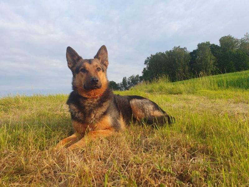 tier selb 0725 lando