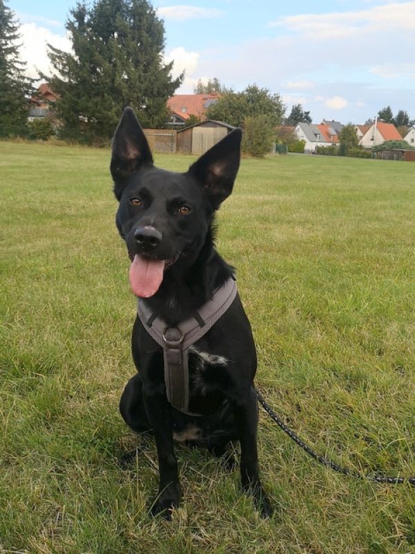 tier selb 0725 lotti