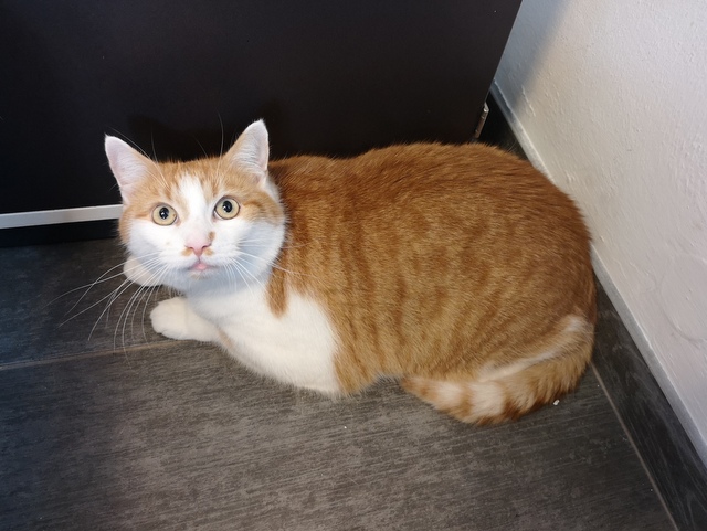 tier selb 0725 simba
