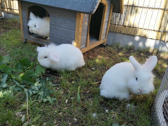 tier selb 0825 idefix