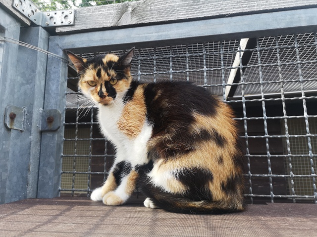 tier selb 0925 hummel