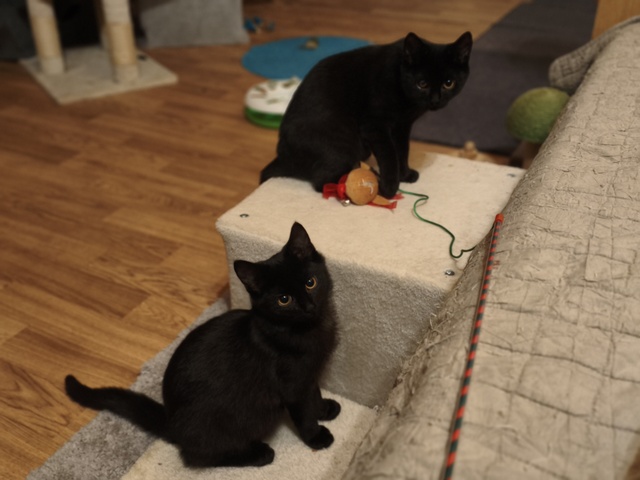 tier selb 1125 aaron