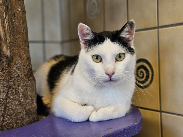 tier selb 1125 crispin