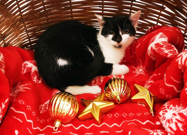 tier selb 1125 fiebi