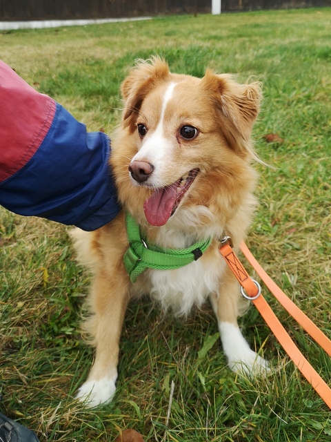 tier selb 1125 maggie