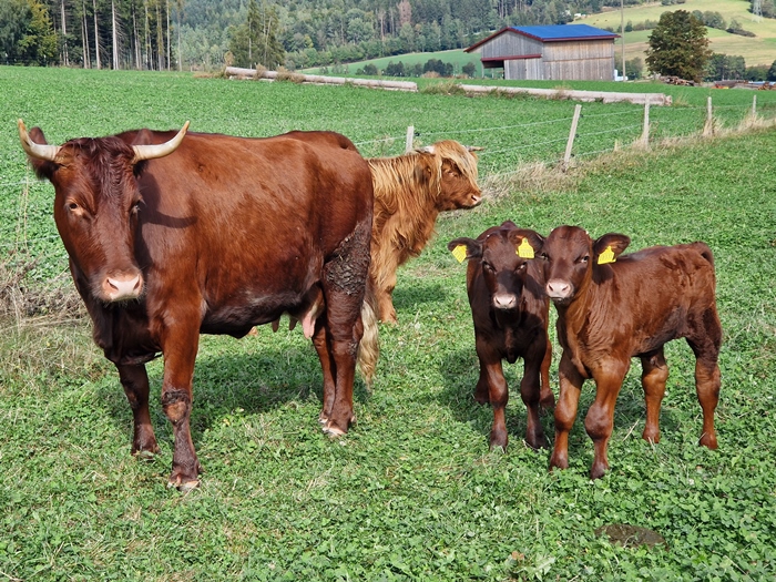 totvieh selb landkreis wunsiedel 1024