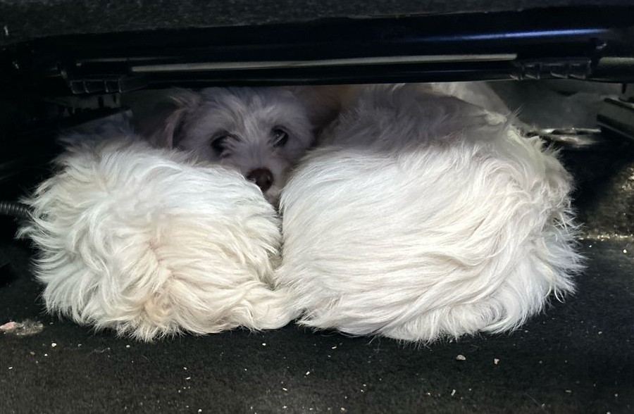 welpentransport selb 0326