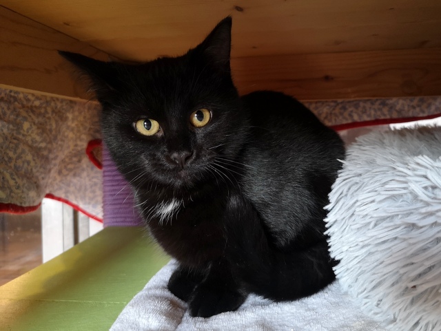 tier selb 0326 bastet