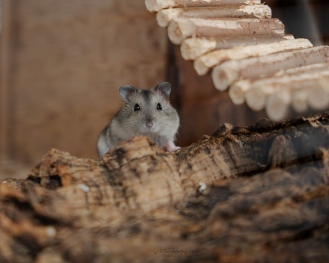 tier selb 0326 hamster